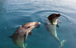dolphin-300x200